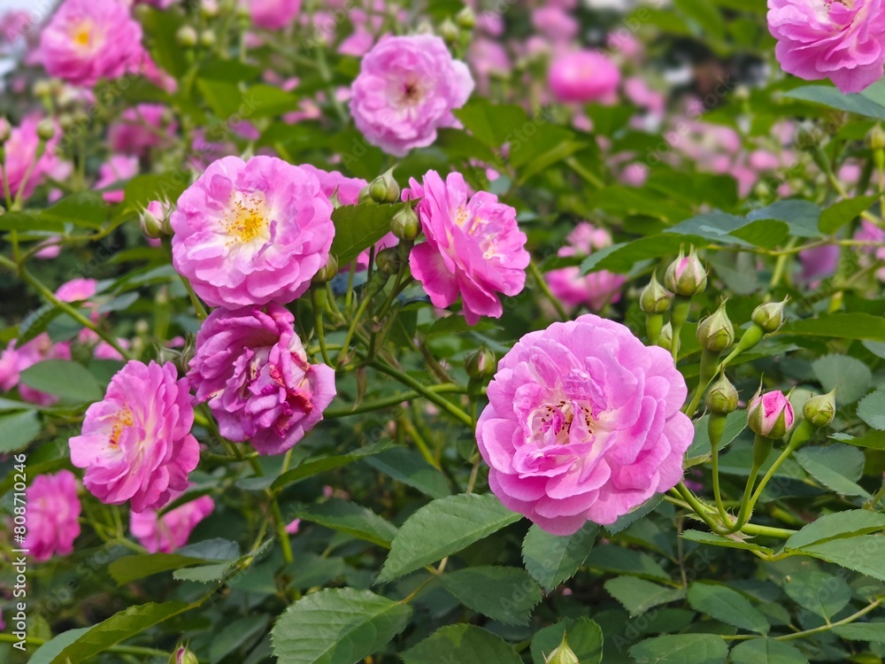 pink roses in garden pink roses in garden