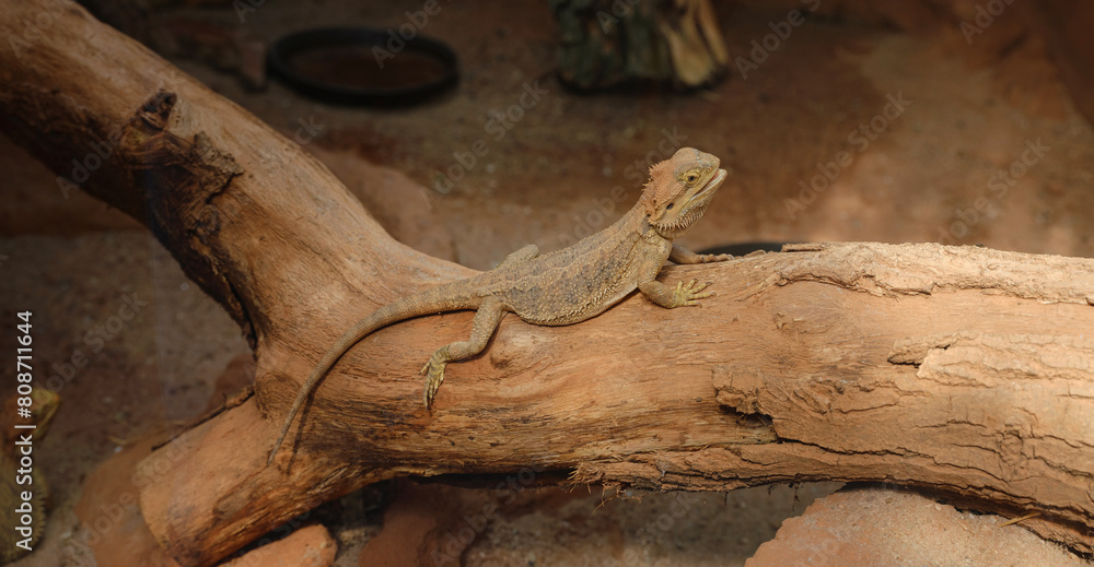 bearded dragon lizard lying in the branch in terrarium bearded dragon lizard lying in the branch in terrarium