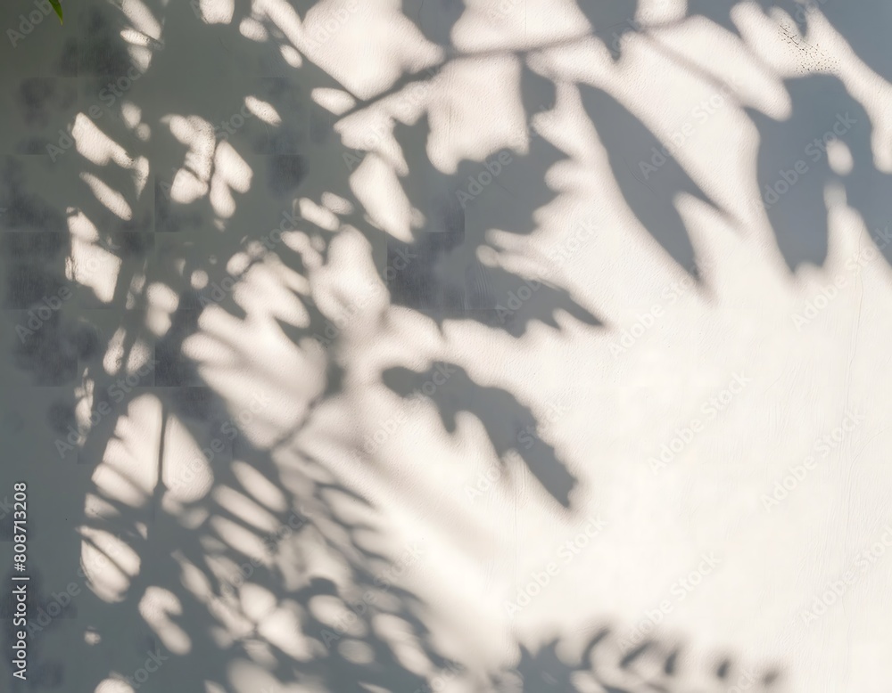 Clear wall on which the silhouettes shadow of some tree branches are reflected. Clear wall on which the silhouettes shadow of some tree branches are reflected.