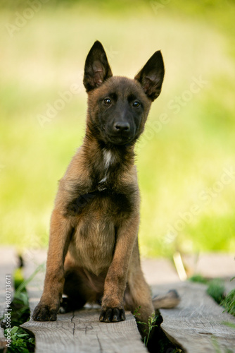 Malinois puppy in the park © Keit