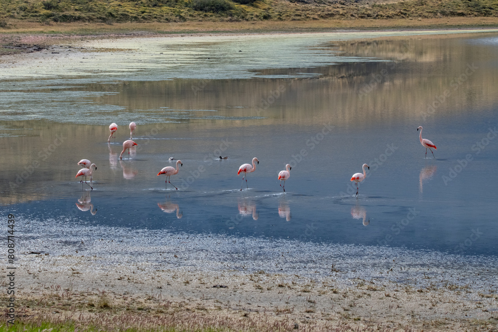 Flamingos in Torres del Paine