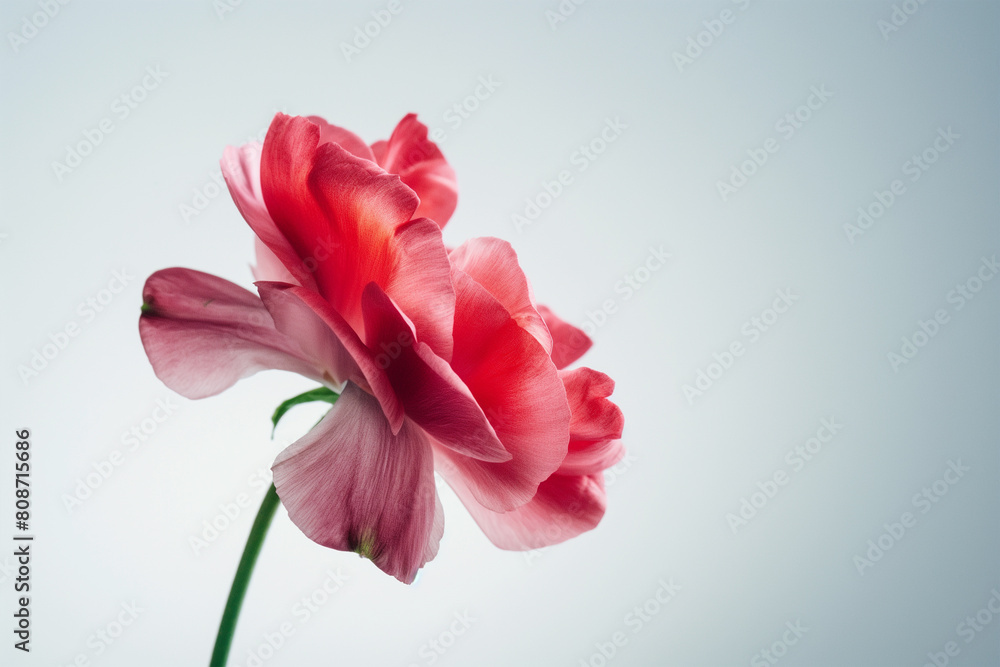 red tulip isolated on white