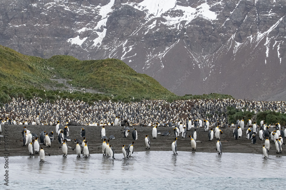 Obraz premium King Penguins in South Georgia 