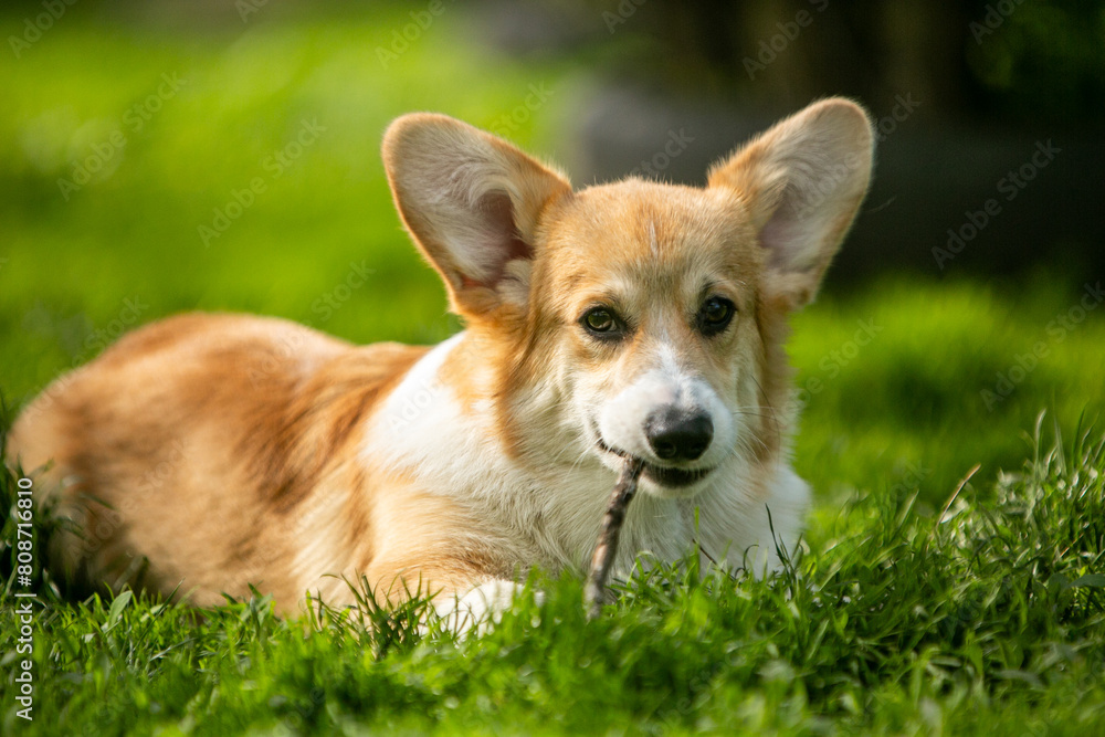 corgi puppy on the grass corgi puppy on the grass