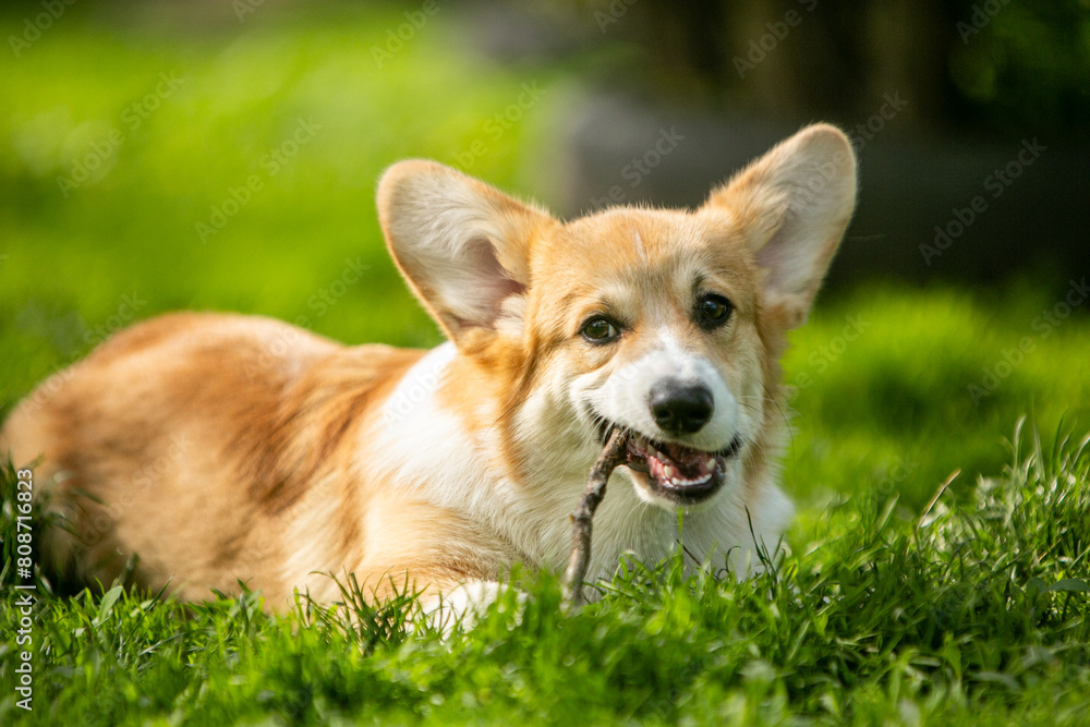 corgi puppy on the grass