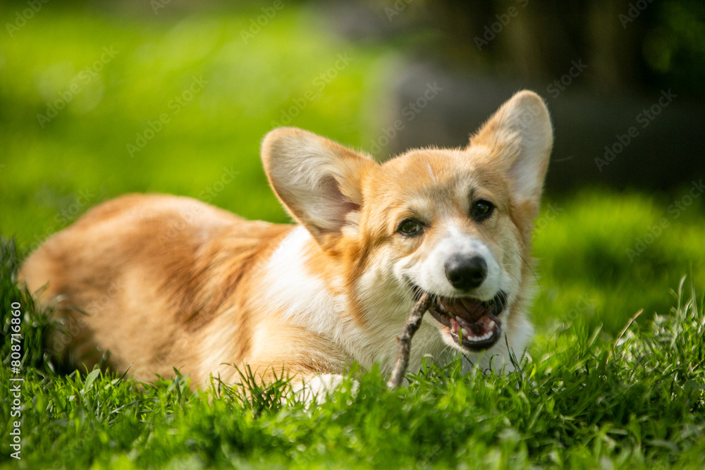corgi puppy on the grass corgi puppy on the grass