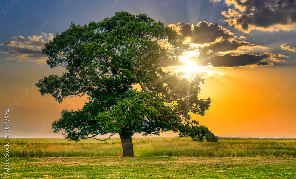 Fototapeta premium lonely tree on a meadow, sunset orange light on a blue sky with clouds