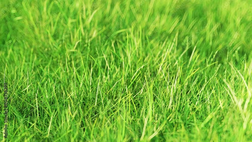 Meadow grass, lawn in summer. Colorful animation in 4k. Meadow grass, lawn in summer. Colorful animation in 4k.