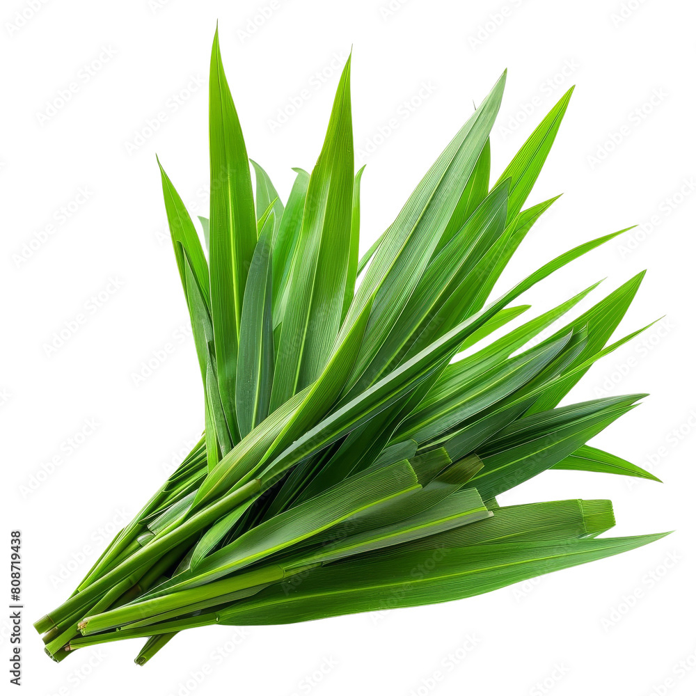 Fototapeta premium Fresh organic green pandan leaves.
