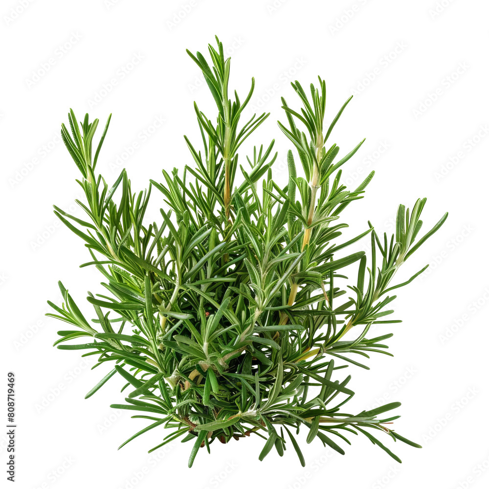 Fresh rosemary herb isolated on white background. Fresh rosemary herb isolated on white background.