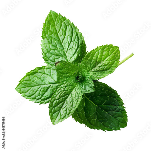 Mentha spicata, commonly known as spearmint, is a species of flowering plant in the family Lamiaceae. photo