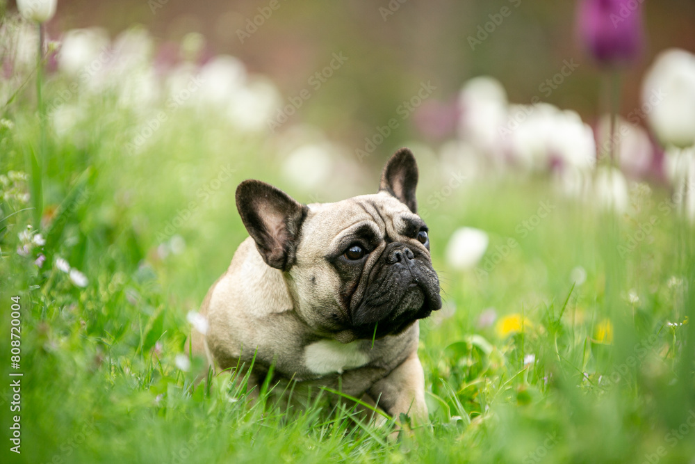 french bulldog puppy on green grass french bulldog puppy on green grass