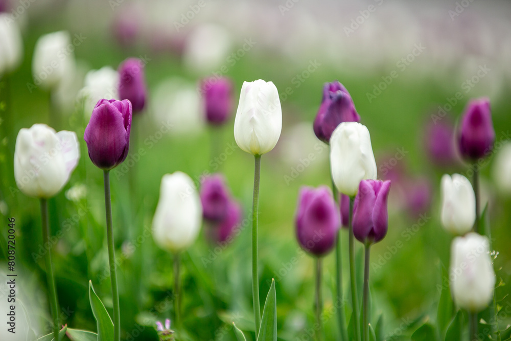 tulips in spring tulips in spring