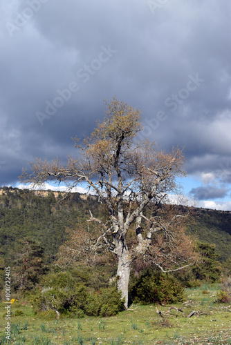 Isolated specimen of the Portuguese oak (Quercus faginea) at the beginning of spring photo