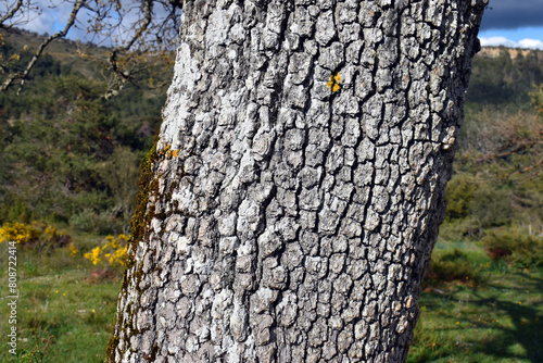 Detail of bark of Portuguese oak trunk (Quercus faginea) photo