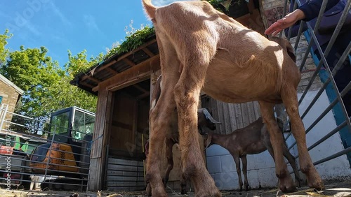 A visitor petting a goat in a farm.
