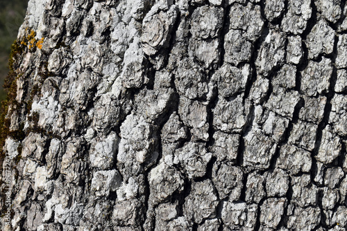 Detail of bark of Portuguese oak trunk (Quercus faginea) photo