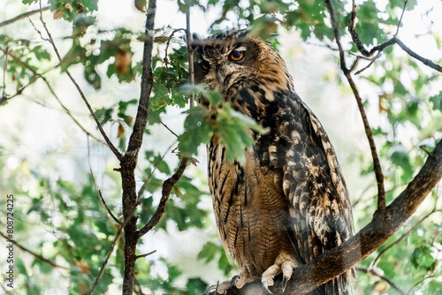 Photography owl on tree