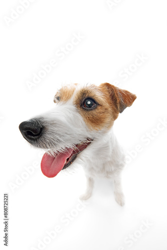 Close-up muzzle of adorable, beautiful purebred Jack Russell Terrier isolated on white studio background. Happy, playful pet. Concept of domestic animal, pet, veterinary, care, companion © master1305