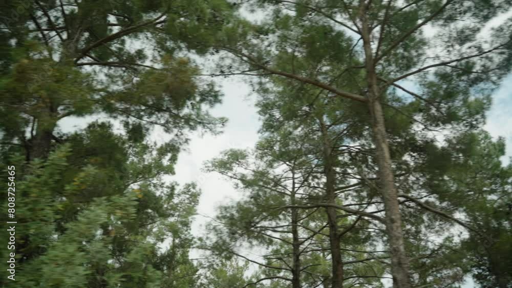 Driving through a pine forest, view from bottom to top against the backdrop of a blue sky. Driving through a pine forest, view from bottom to top against the backdrop of a blue sky.