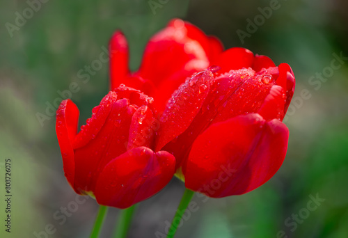 Red tulips