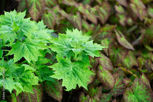 Green leaves