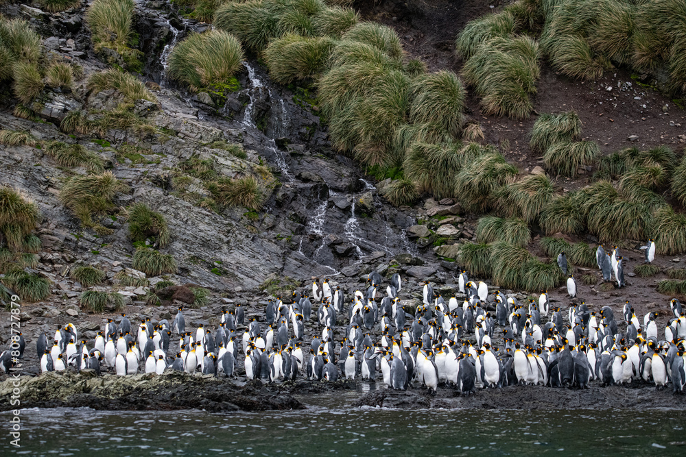Obraz premium King Penguins in South Georgia 