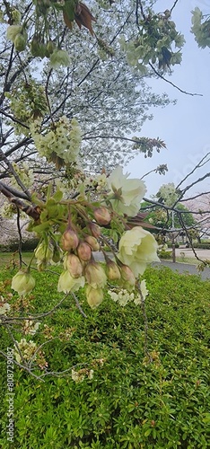 Photography Nature of Japan, incredible spring in Tokyo