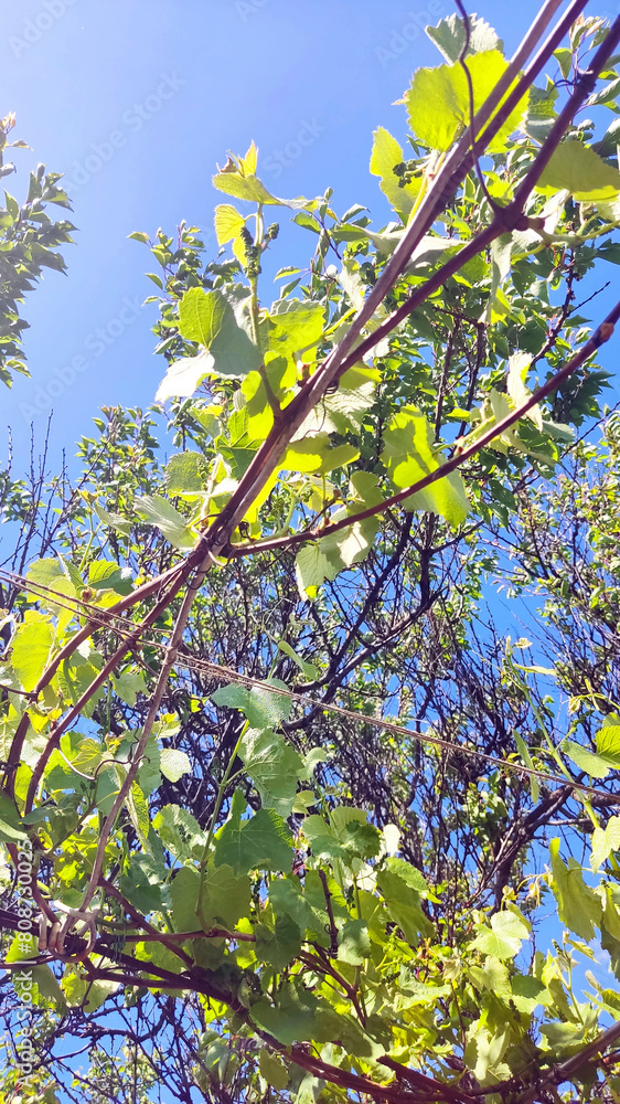 Fototapeta premium blue spring sky and sun, clouds, through tree branches with green leaves, nature photo, plants