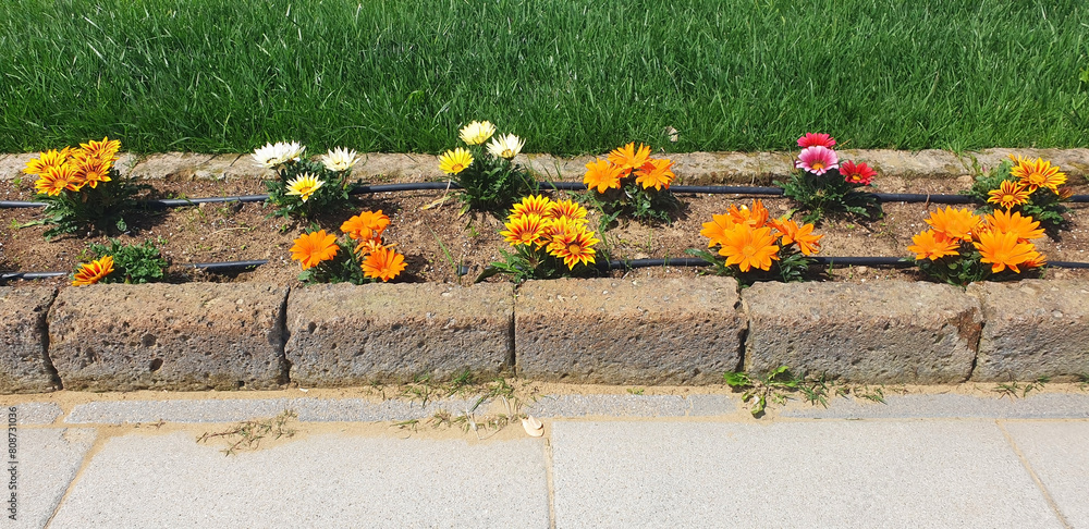 Φωτογραφία Gazania bushes with colorful flowers bloom in a flower bed along a walking path