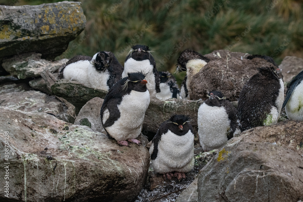 Fototapeta premium Rockhopper penguin