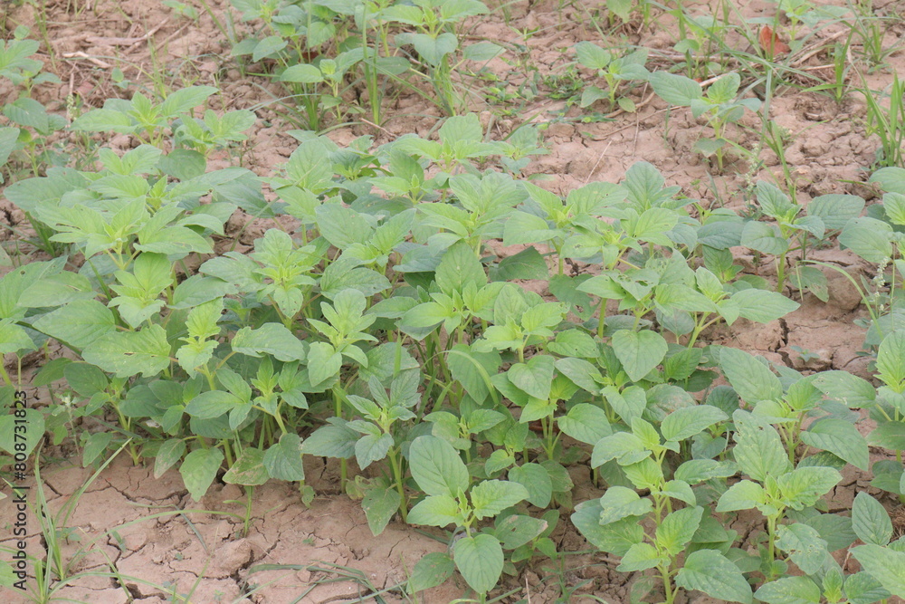 Sesame plant on farm for oil Sesame plant on farm for oil