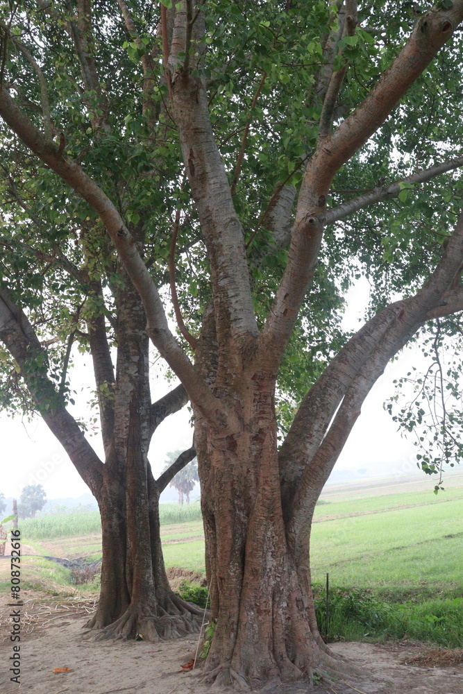 The banyan tree on road of village The banyan tree on road of village