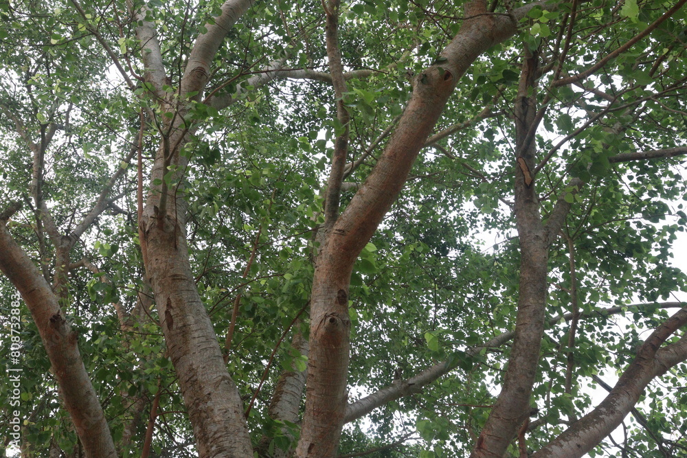 The banyan tree on road of village The banyan tree on road of village