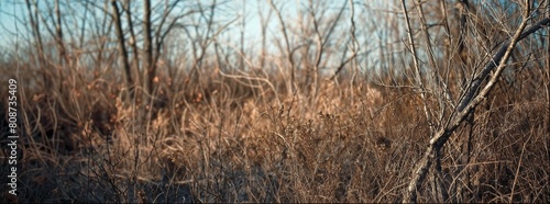 View of tall grasses and sparse trees, with thickets in front of them. No people can be seen. A grainy blurry photograph of an old forest in the midwest, tall grasses and trees, early spring 