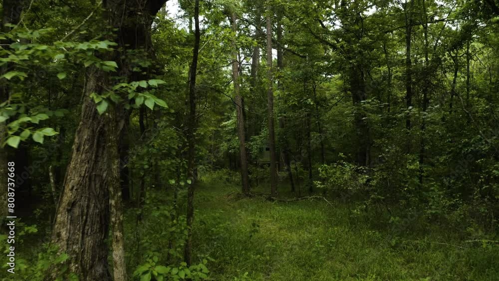 Deer hunting blind in dense forest understory, summer in southern Arkansas Deer hunting blind in dense forest understory, summer in southern Arkansas