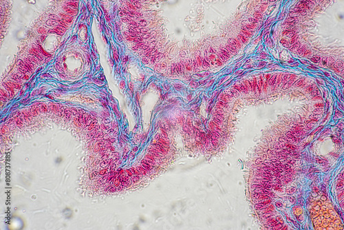 
Study of basic animal tissue under a microscope in a laboratory.
 photo