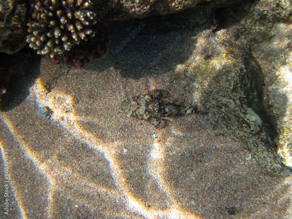 Φωτογραφία Synanceia horrida, the estuarine stonefish, hollow-cheek stonefish, horrid stonefish, rough stonefish or true stonefish in the Red Sea coral reef