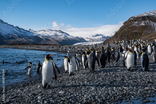 King penguins in South Georgia