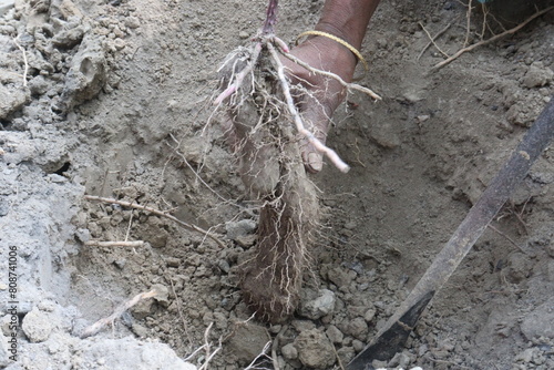 Dioscorea bulbifera yam root on farm