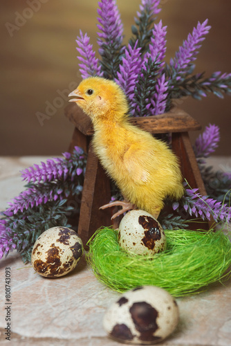 A small yellow quail chicken stands stretched out in the nest and screams