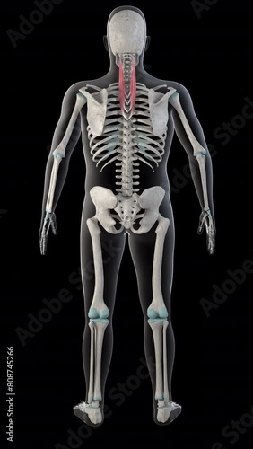 Splenius Cervicis Muscles on Whole Human Body Vertical Video photo