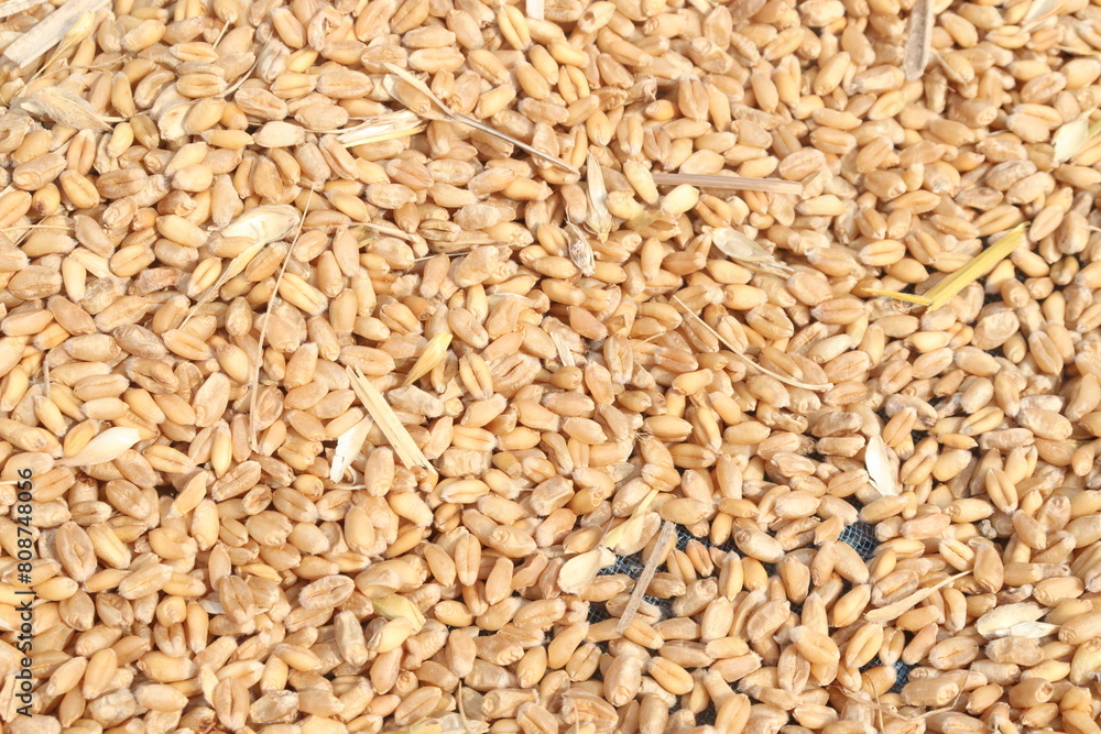 ripe wheat seeds on farm ripe wheat seeds on farm