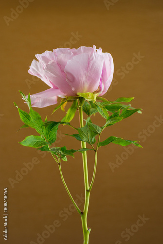 Pink tree peony flower  isolated on brown background