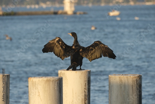cormorant drying its wings in the harbor of Geneva, Switzerland