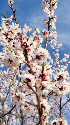 Spring flowers, blooming apricot. Natural background