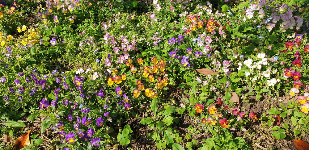 Multi-colored viola tricolor flowers bloom on a flowerbed in the park. Panorama.