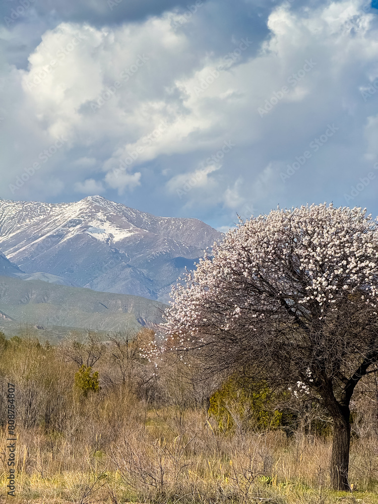 blooming apricot against the backdrop of the mountains. Natural spring background blooming apricot against the backdrop of the mountains. Natural spring background