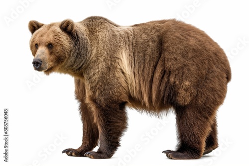 Full-bodied brown bear standing isolated against a white backdrop, showcasing its majestic wildlife presence