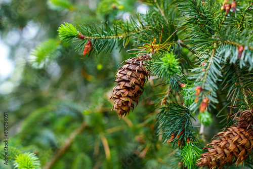 Close-up of Douglas fir (Pseudotsuga menziesii) cone on a Oregon pine tree branch.